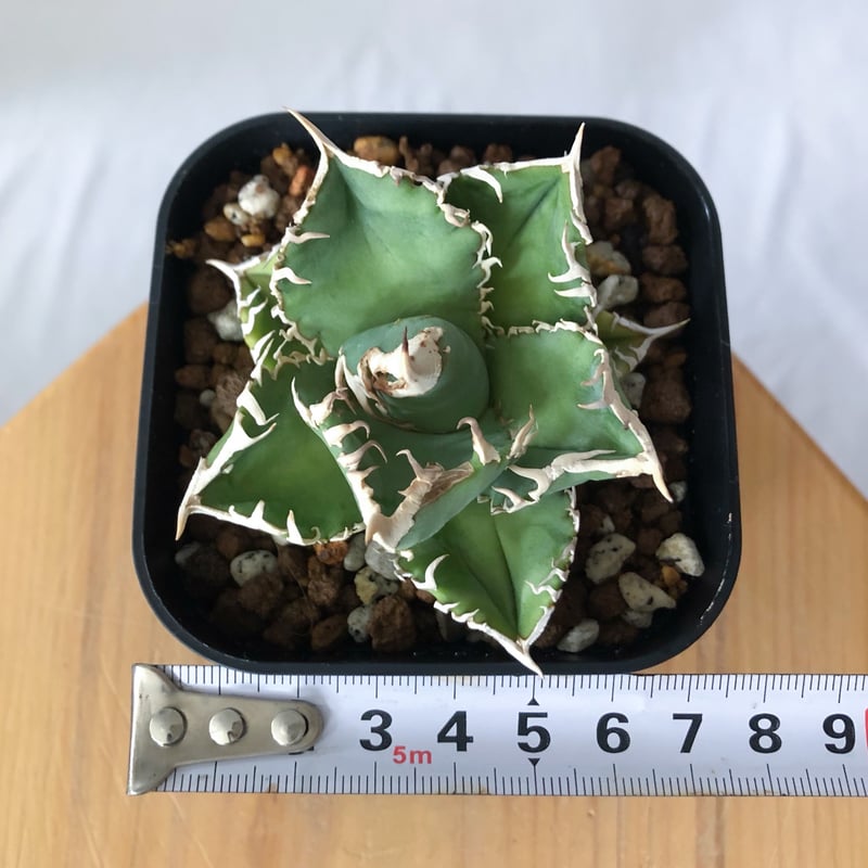 アガベ チタノタ 白幽霊【発根管理中】TC株 agave titanota white gho
