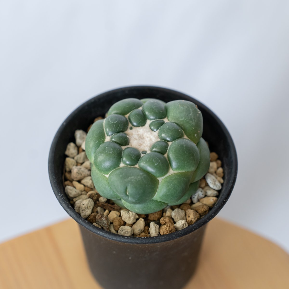 コリファンタ 刺無象牙丸 美株 実生 Coryphantha elephantidens サボ