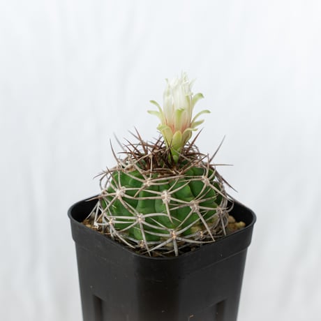 ギムノカリキウム フェロシオール 実生 Gymnocalycium hybopleurum v. ferocior サボテン 多肉植物 珍奇植物 静岡 ANTIDOTE 通販 S642
