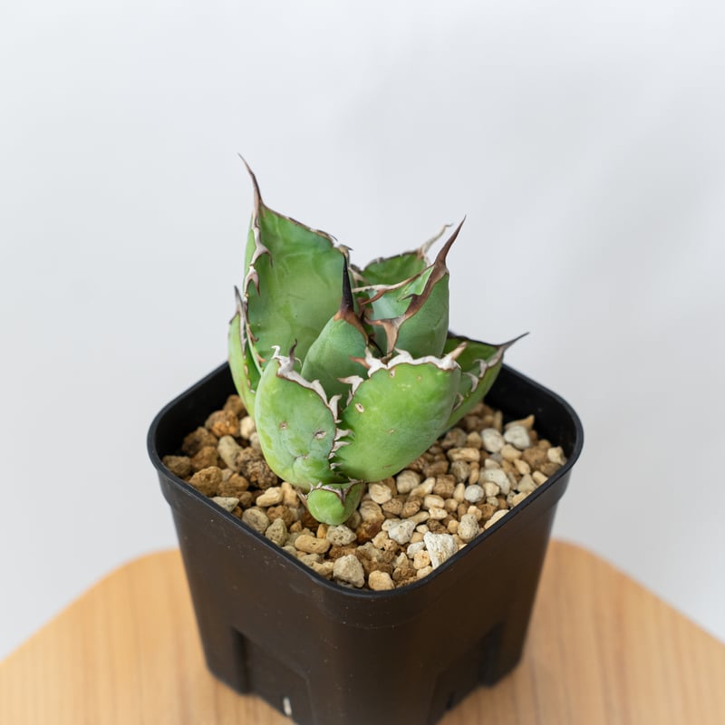 アガベ黒鯨OC株 アガベ 黒鯨 子株2つ付き 観葉植物 中株～