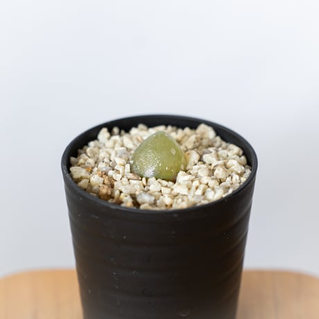 コノフィツム | STORES