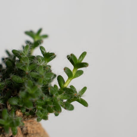 トリコディアデマ ブルボスム 姫紅子松 実生 Trichodiadema bulbosum 盆栽 塊根植物 コーデックス 多肉植物 珍奇植物 静岡 ANTIDOTE 通販 S1277