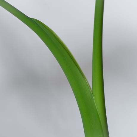 アロカシア クワズイモ 鉢セット Alocasia odora 観葉植物 静岡 ANTIDOTE 通販 S1329