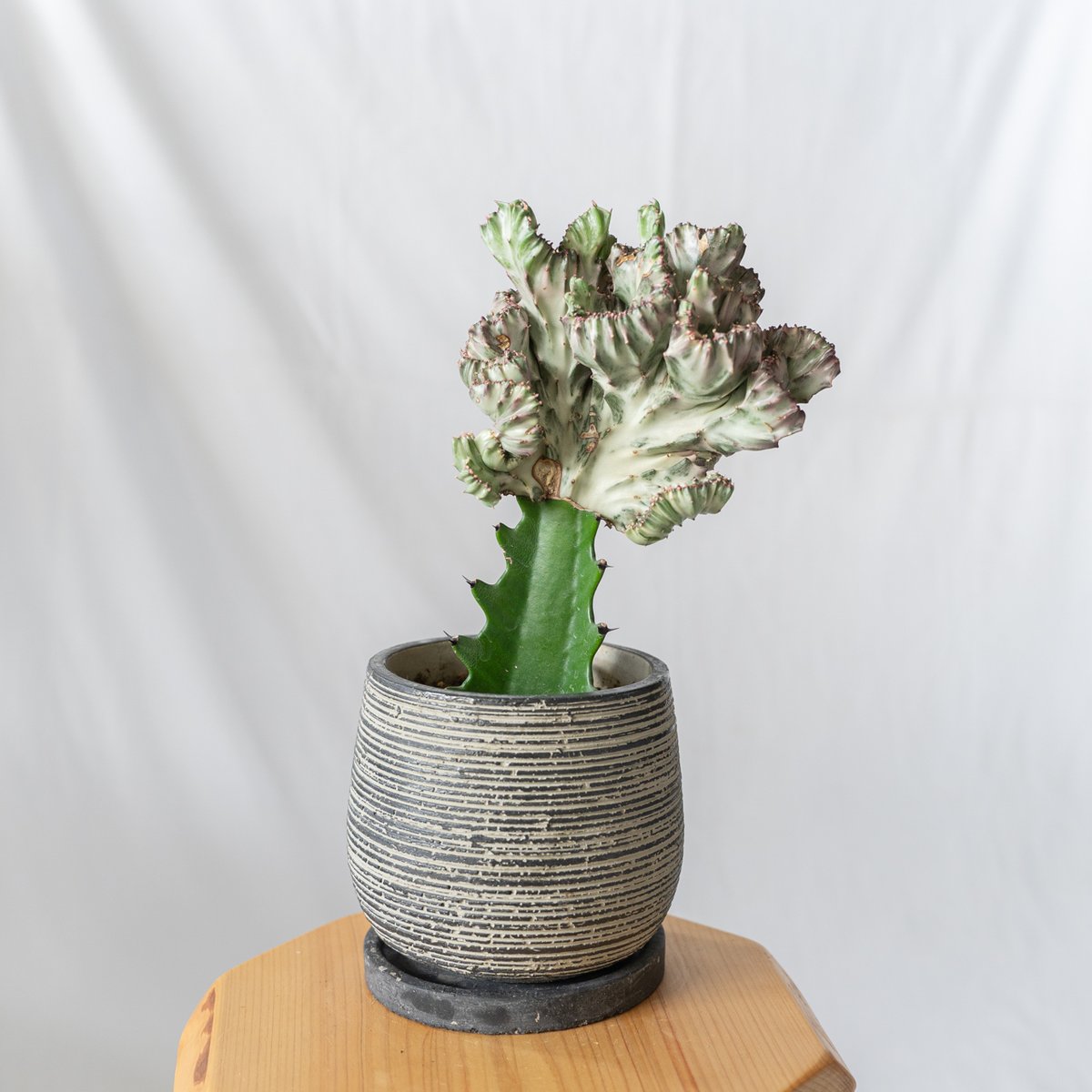 ユーフォルビア マハラジャ Euphorbia lactea 鉢セット 塊根植物 多肉