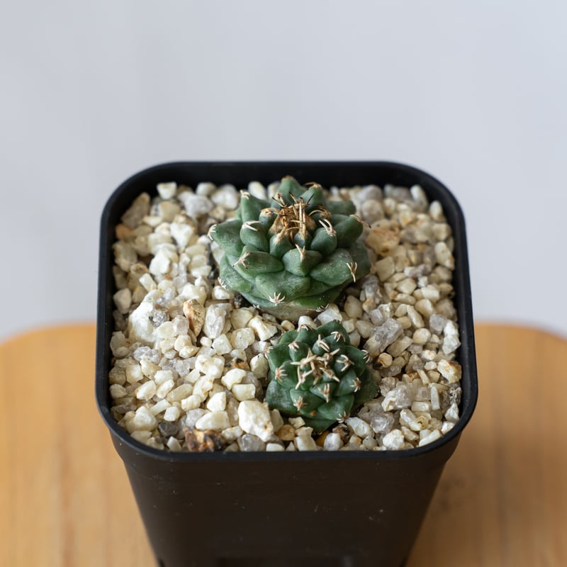 ツルビニカルプス アロンソイ 実生 Turbinicarpus alonsoi サボテン