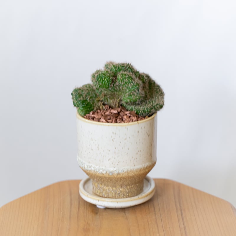セレウス 金獅子 鉢セット Cereus variabilis f.monstrosus サボ