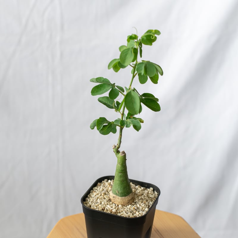 アデニア グラウカ 塊根植物 可愛い名札付き 植え替え済み アデニア グラウカ 塊根植物 可愛い名札付き 植え替え済み 塊根