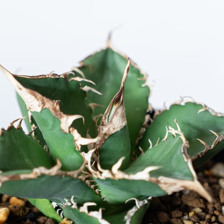 アガベ チタノタ 緑幽霊  Agave titanota TC株 多肉植物 珍奇植物 静岡 ANTIDOTE 通販 S1101