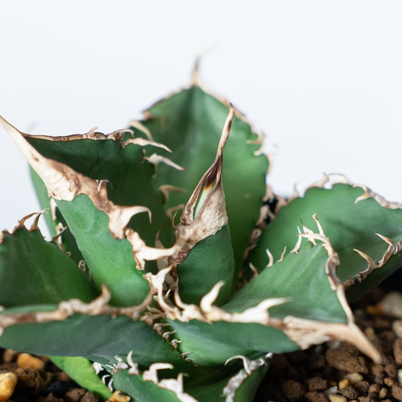 アガベ チタノタ 緑幽霊 Agave titanota TC株 多肉植物 珍奇植物 静岡 A