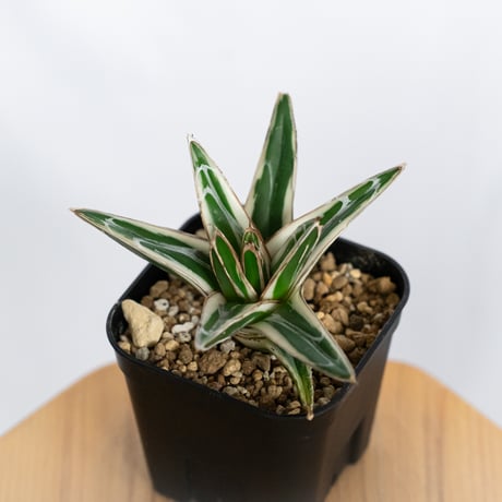 アガベ氷山 | STORES