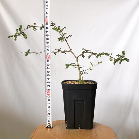 オペルクリカリア デカリー 実生 Operculicarya decaryi 塊根植物 多肉植物 珍奇植物 静岡 ANTIDOTE 通販 S1504