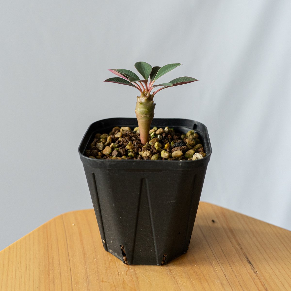 ユーフォルビア パキポディオイデス Euphorbia pachypodioides 多肉植物