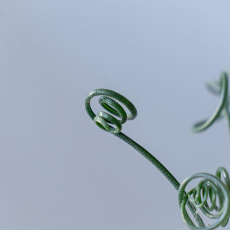 アルブカ ナマクエンシス Albuca Namaquensis 観葉植物 多肉植物 冬型 静岡 ANTIDOTE 通販 S204