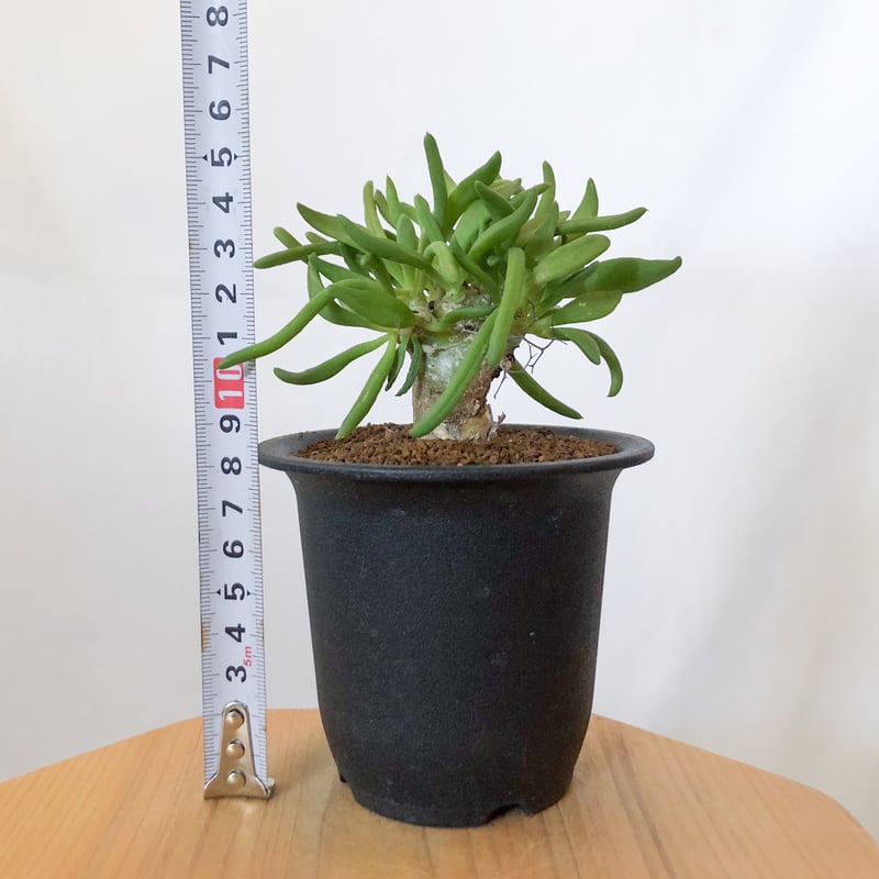 万物想 チレコドン レティキュラーツス 実生 Tylecodon reticulatus