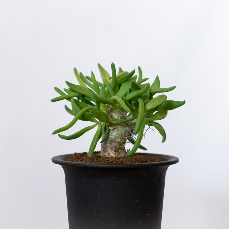 万物想 チレコドン レティキュラーツス 実生 Tylecodon reticulatus