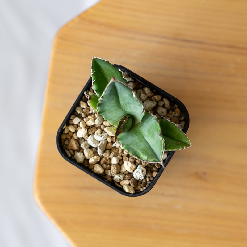 アガベ チタノタ 白犀牛 シロサイ【発根管理中】TC株 Agave titanota