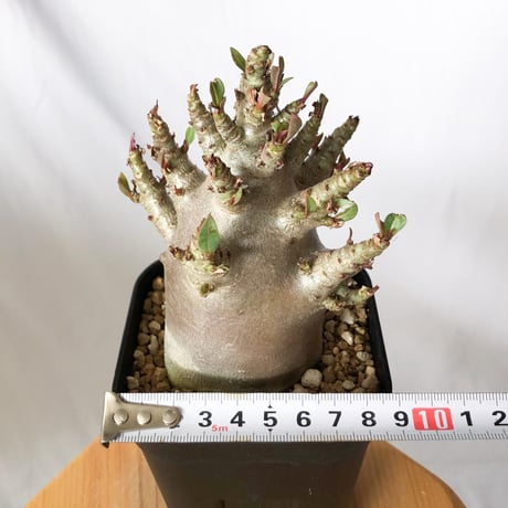 アデニウム アラビカム ブラックスキン 実生【発根管理中】Adenium Arabicum Black Skin 塊根植物 コーデックス 珍奇植物 多肉植物 静岡 ANTIDOTE 通販 S1367