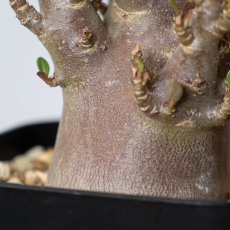 アデニウム アラビカム ブラックスキン Adenium Arabicum Black Skin 塊根植物 コーデックス 珍奇植物 多肉植物 静岡 ANTIDOTE 通販 S1427