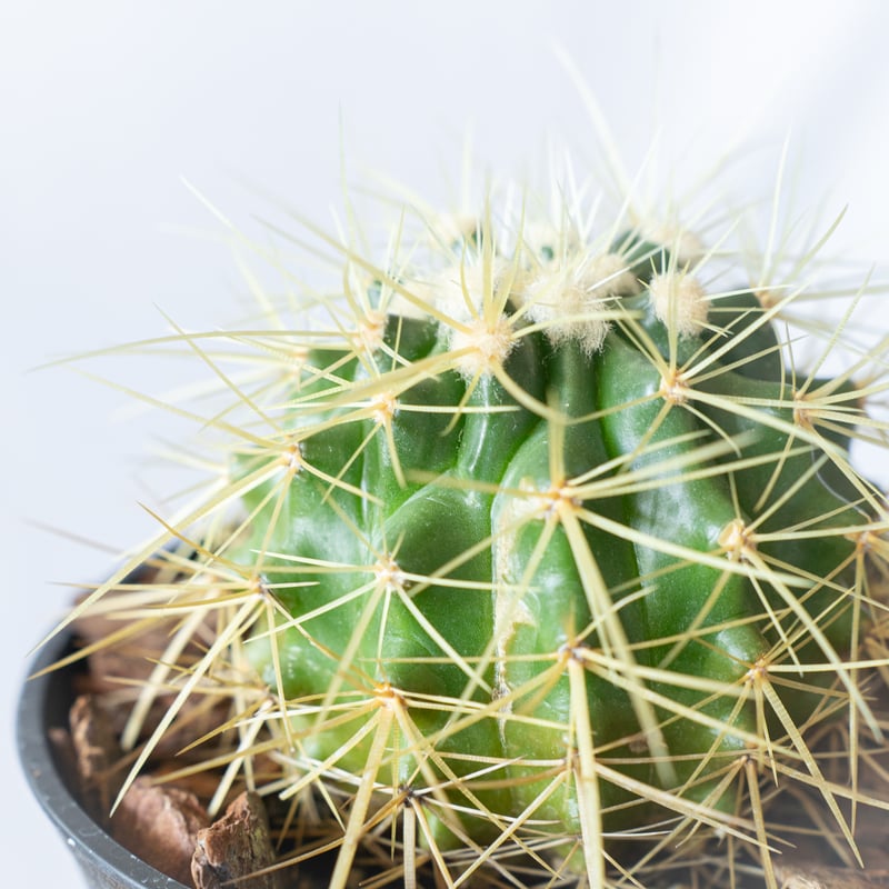 金鯱 エキノカクタス Golden ball cactus サボテン 多肉植物 珍奇植物