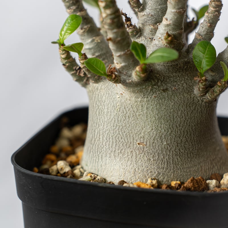 アンジー【激レア/ブラックスキン】アデニウム ガラメーA4鉢植え アンジー【激レア/ブラックスキン】アデニウム ガラメーA4鉢植え