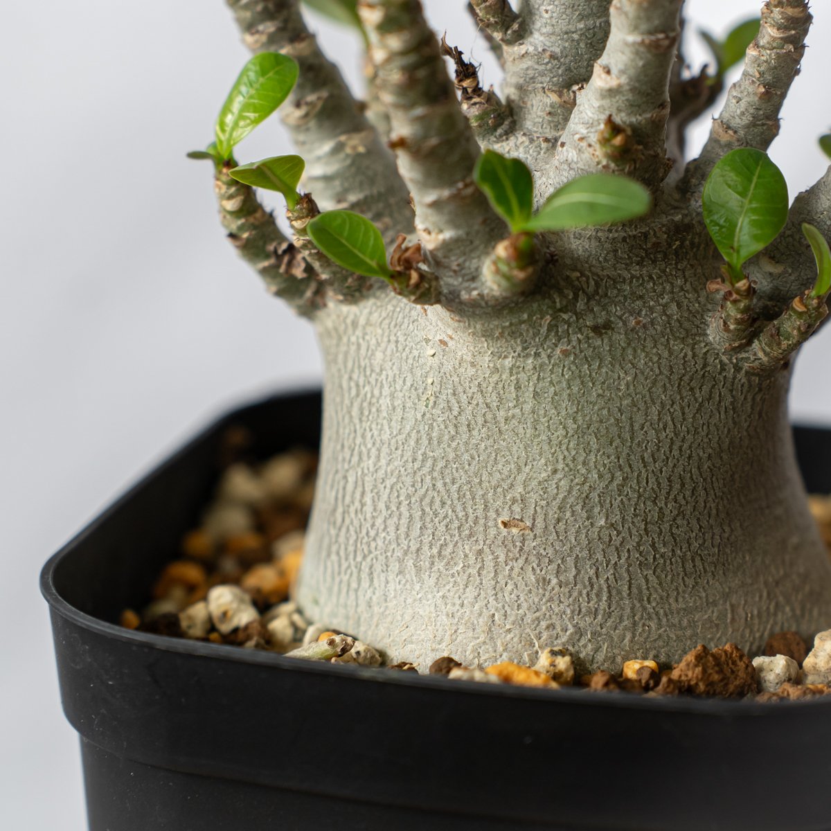 アデニウム アラビカム ブラックスキン【発根管理中】Adenium Arabicum