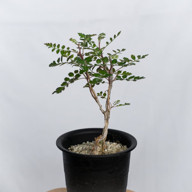 象の木 パキコルムス ディスカラー Pachycormus discolor コーデックス