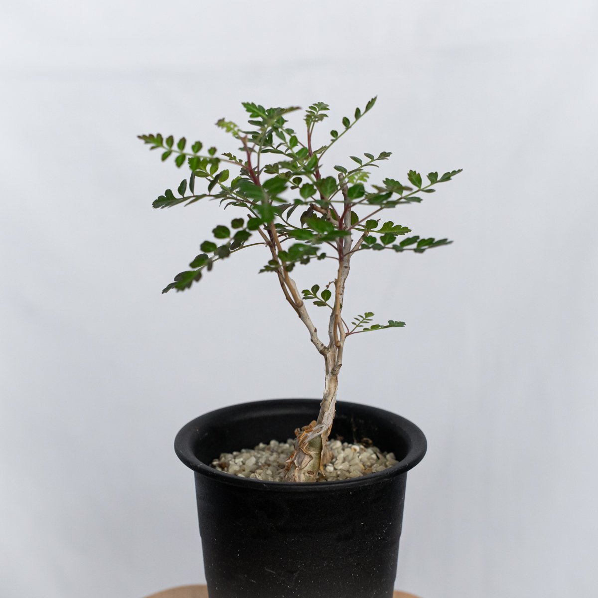 象の木 パキコルムス ディスカラー Pachycormus discolor コーデックス