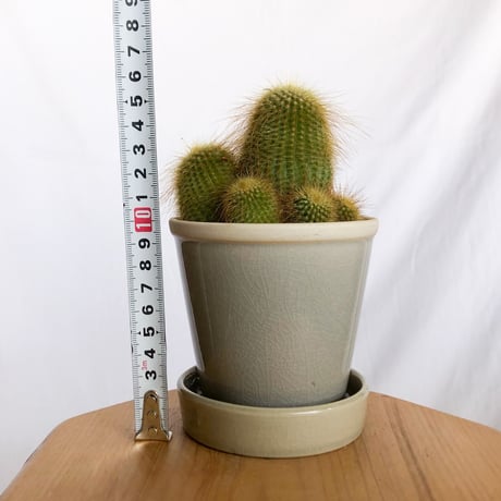 金晃丸 キンコウマル Golden ball cactus サボテン 多肉植物 静岡 ANTIDOTE 通販 S1288