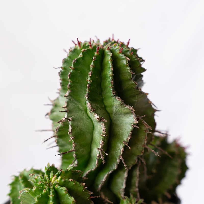 ユーフォルビア ポリゴナ Euphorbia polygona 多肉植物 珍奇植物 静岡
