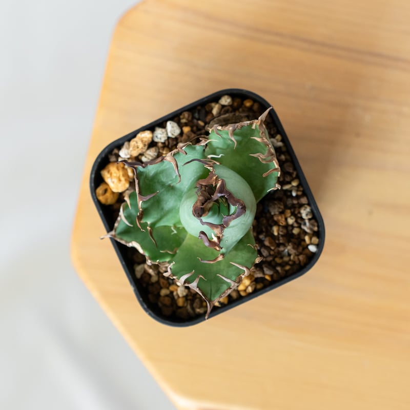 アガベ チタノタ シーザー 美株 OC株 Agave titanota Caesar 多肉植物