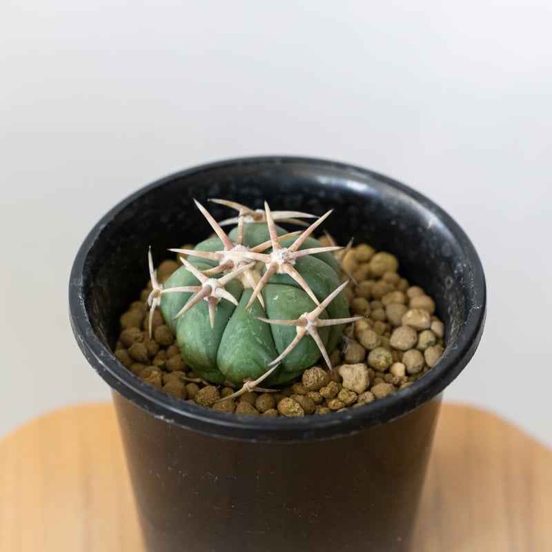 白刺翠平丸　実生 エキノカクタス 白刺翠平丸 実生 美株 Echinocactus horizonthaloni