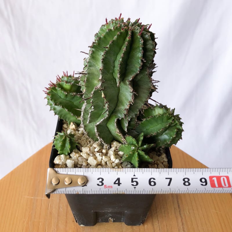 ユーフォルビア ポリゴナ Euphorbia polygona 多肉植物 珍奇植物 静岡
