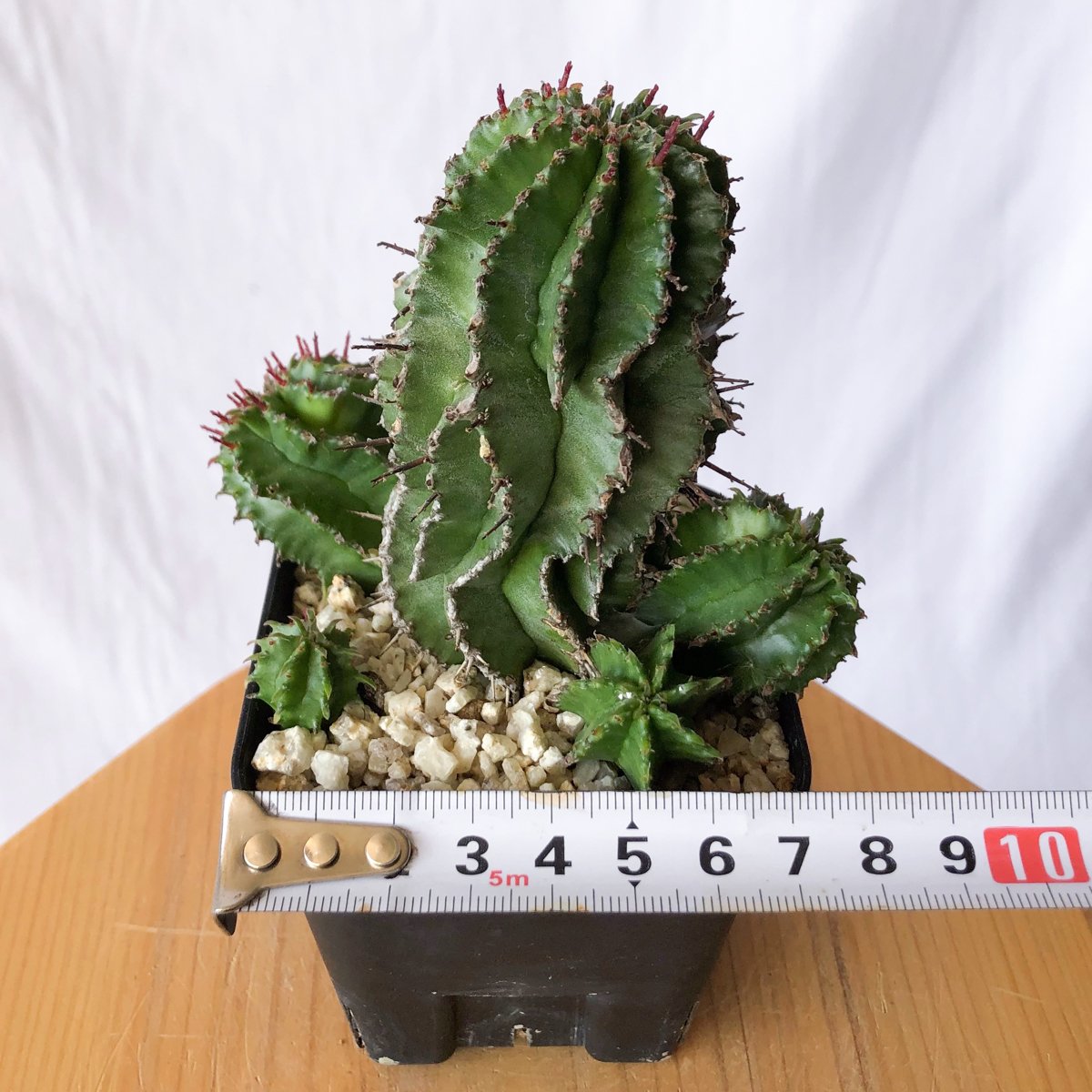 ユーフォルビア ポリゴナ Euphorbia polygona 多肉植物 珍奇植物 静岡