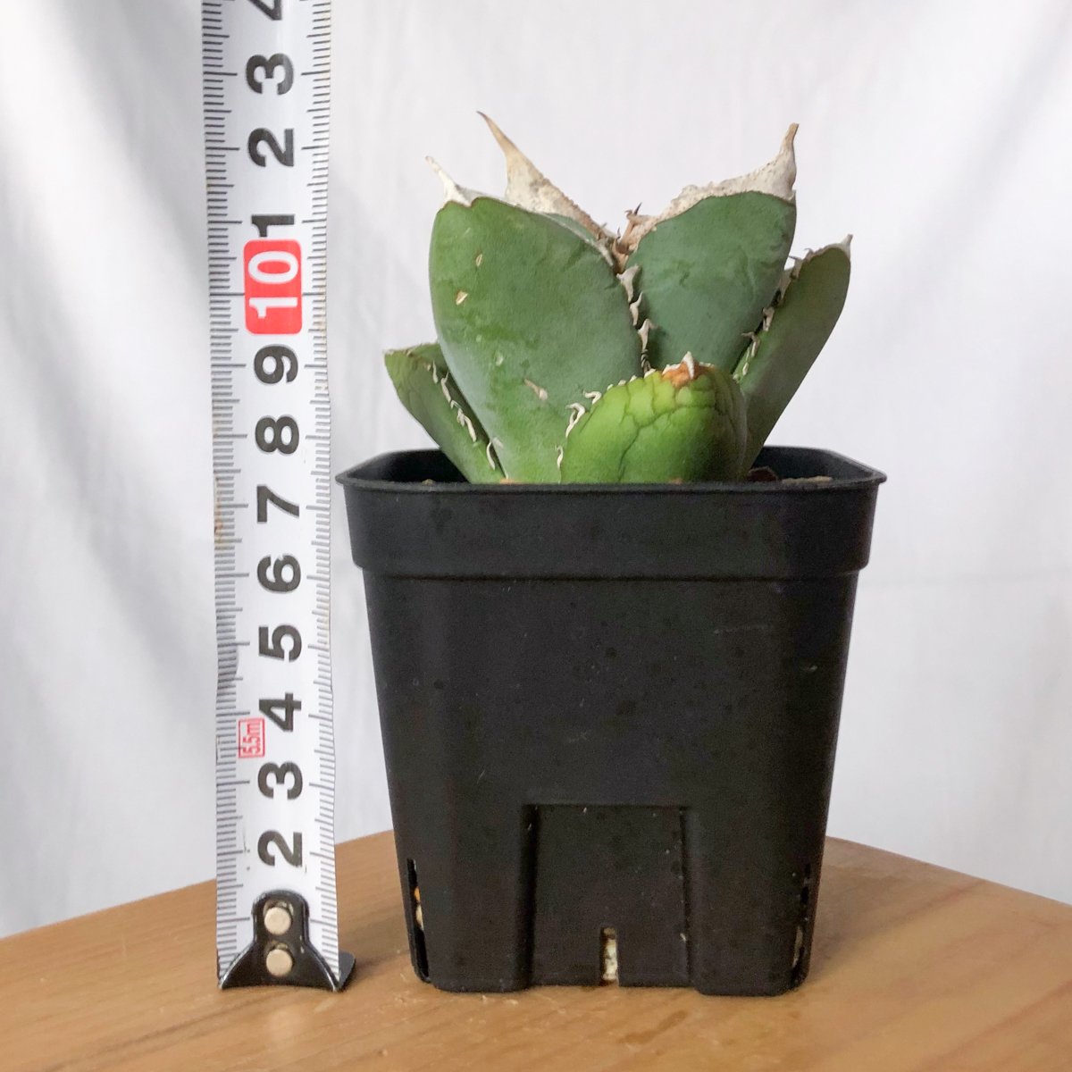 アガベ チタノタ 大白鯊 ホオジロザメ【発根管理中】TC株 Agave
