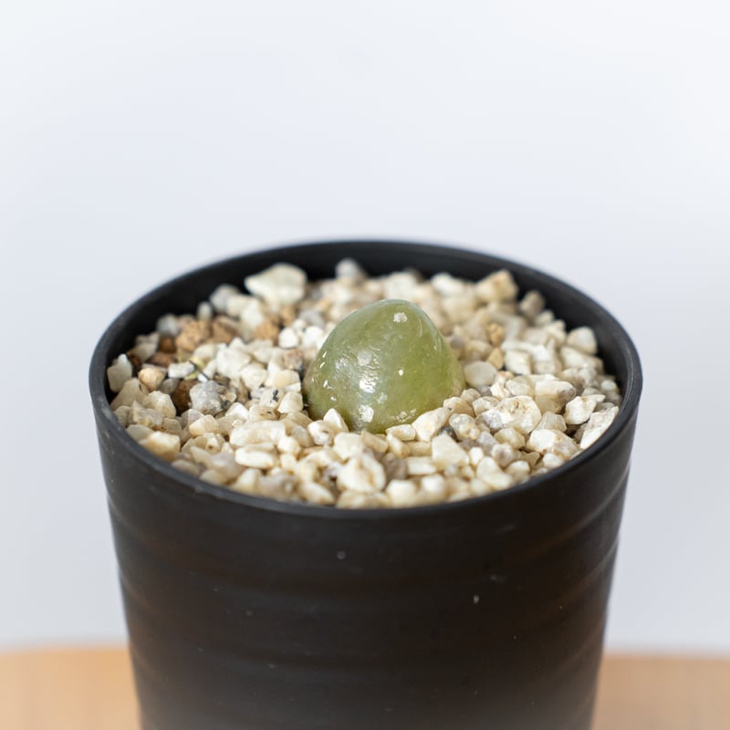コノフィツム ブルゲリ Conophytum burgeri 多肉植物 珍奇植物 静岡 ANT