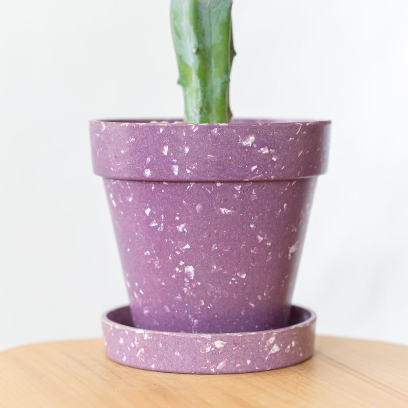 ギムノカリキウム 牡丹玉 鉢セット【エコポット】Gymnocalycium