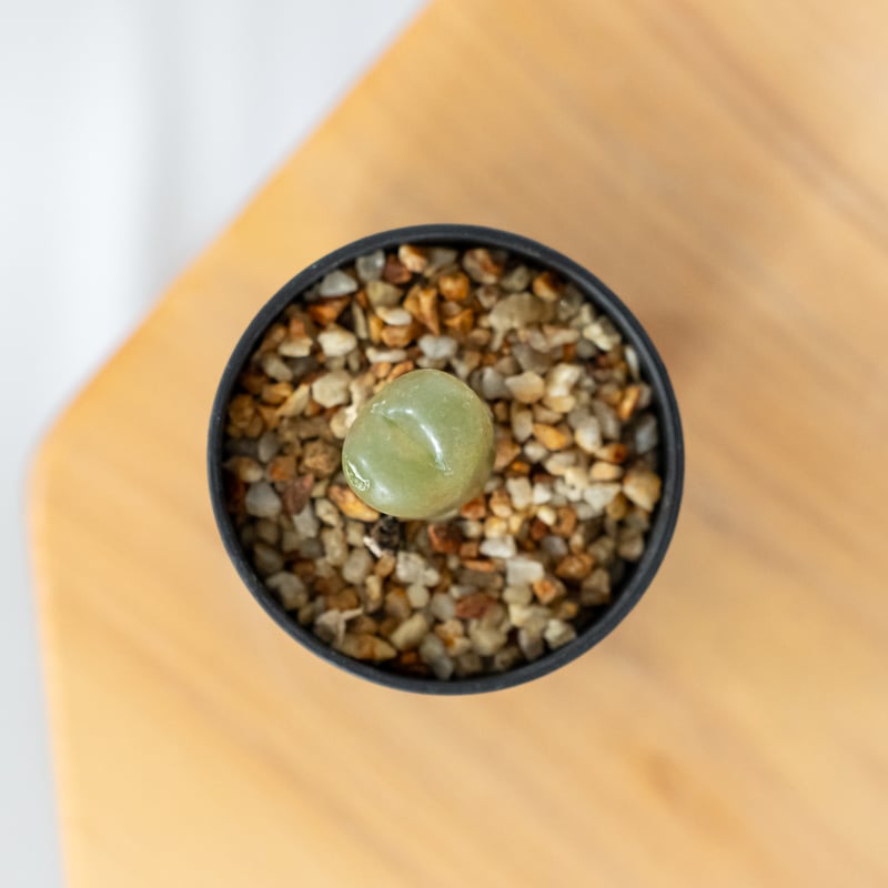 コノフィツム マウガニー 実生 Conophytum maughanii 多肉植物 珍奇