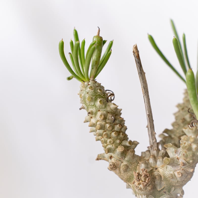 チレコドン ワリチー 奇峰錦 実生 Tylecodon wallichii コーデックス