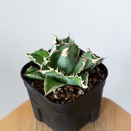 アガベ チタノタ 白幽霊【発根管理中】TC株 agave titanota white ghost 多肉植物 珍奇植物 静岡 ANTIDOTE 通販 S1446