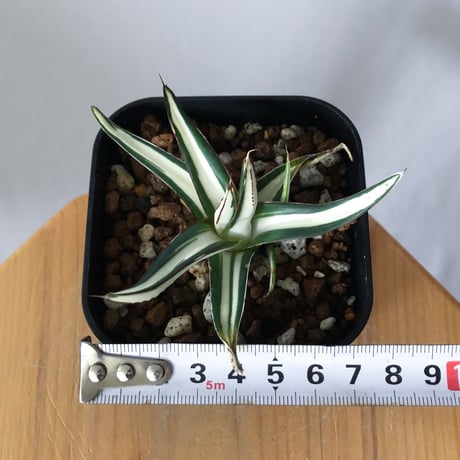 アガベ 氷山 白中斑【発根管理中】TC株 Agave victoriae-reginae Hyouzan 多肉植物 珍奇植物 静岡 ANTIDOTE 通販 S1448