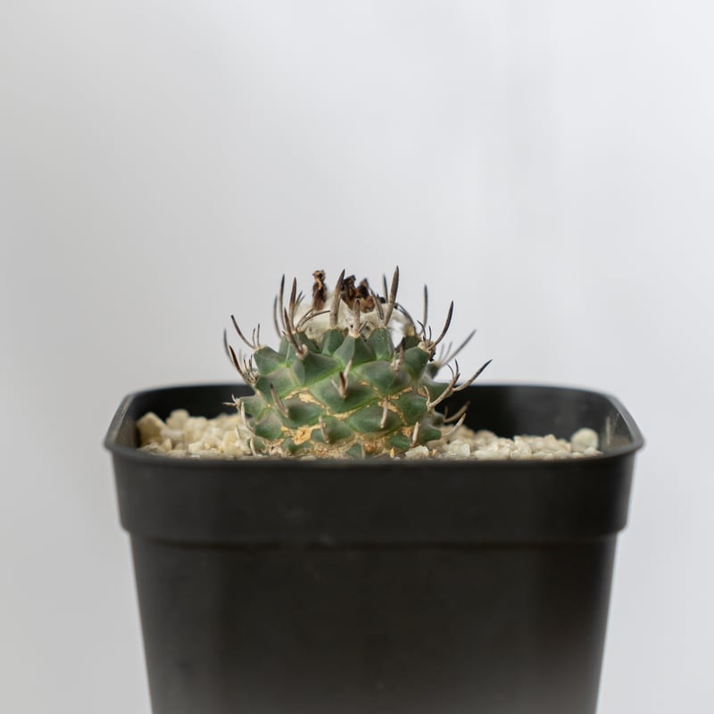 ツルビニカルプス 昇竜丸 実生 Turbinicarpus Schmiedickeanus サ