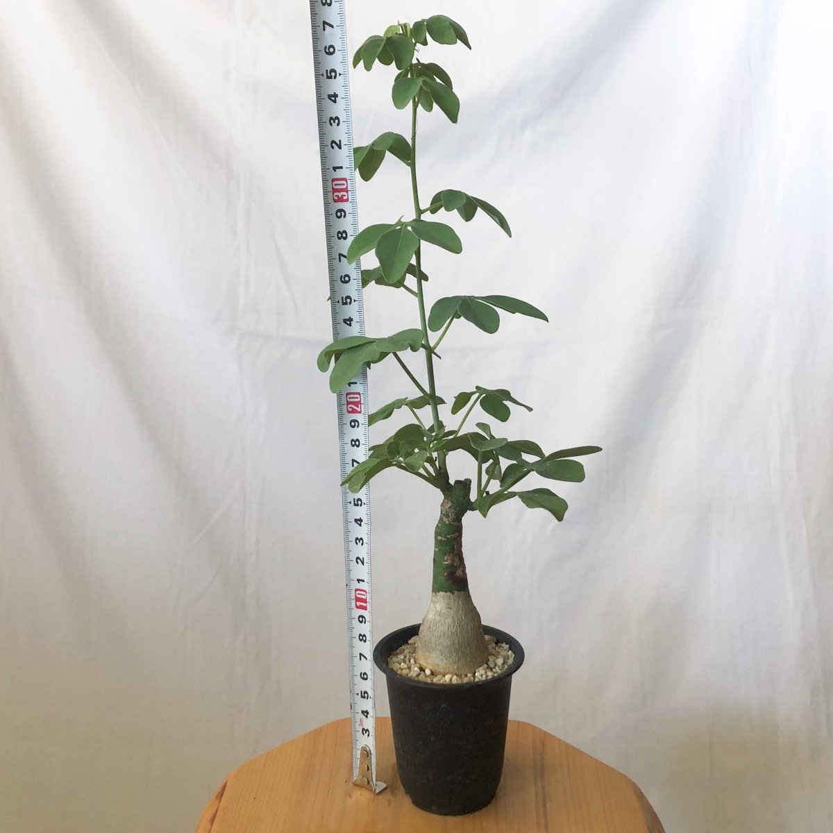 アデニア グラウカ 幻蝶かずら Adenia glauca 塊根植物 コーデックス