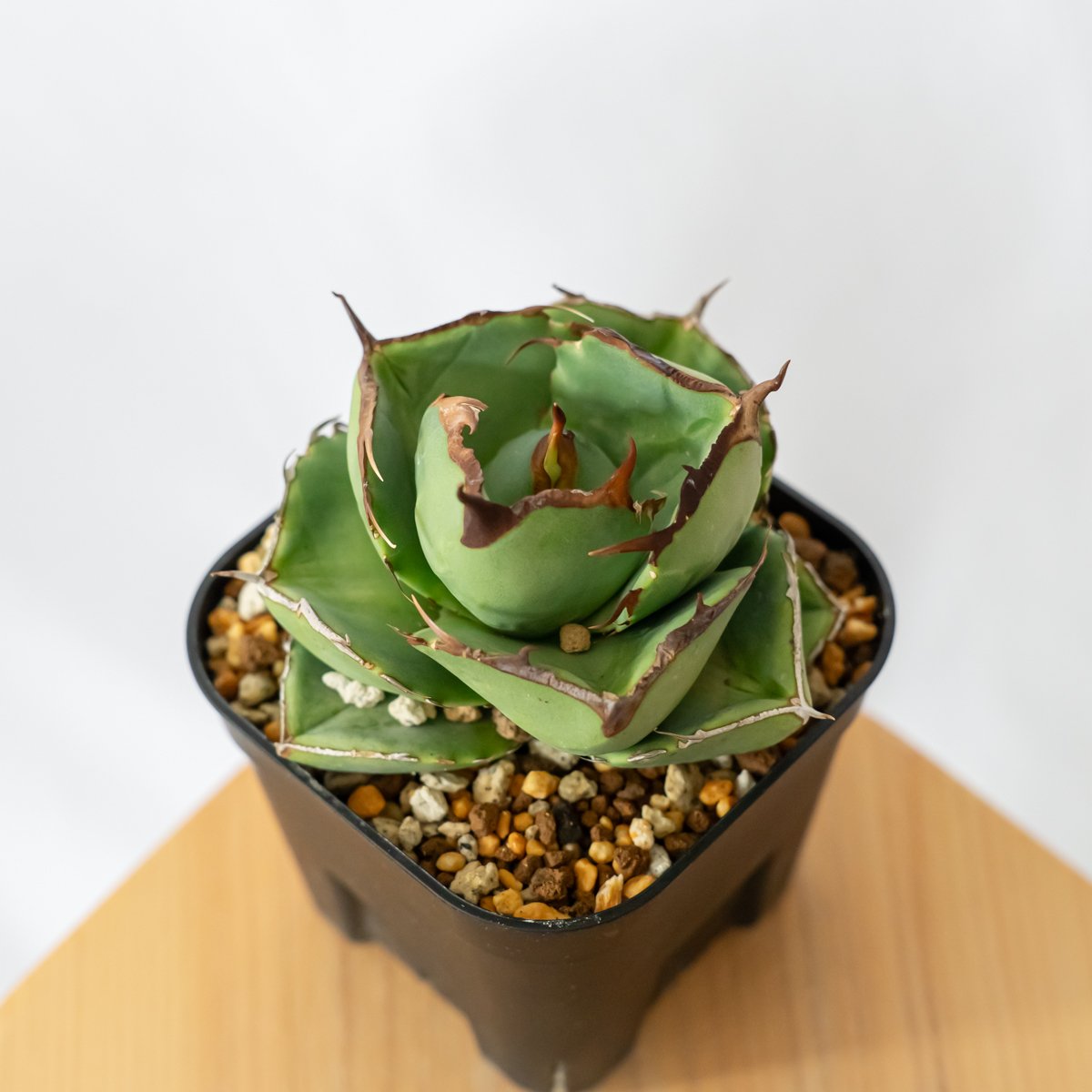 多肉植物アガベ チタノタ ジャガーノート純血子株 10株，海王子株 15株 同梱 アガベ チタノタ 純血ジャガーノート 美株 OC株【発根管理中