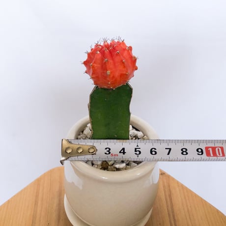 ギムノカリキウム ヒボタン 緋牡丹 鉢セット サボテン 多肉植物 静岡 ANTIDOTE 通販 S1174