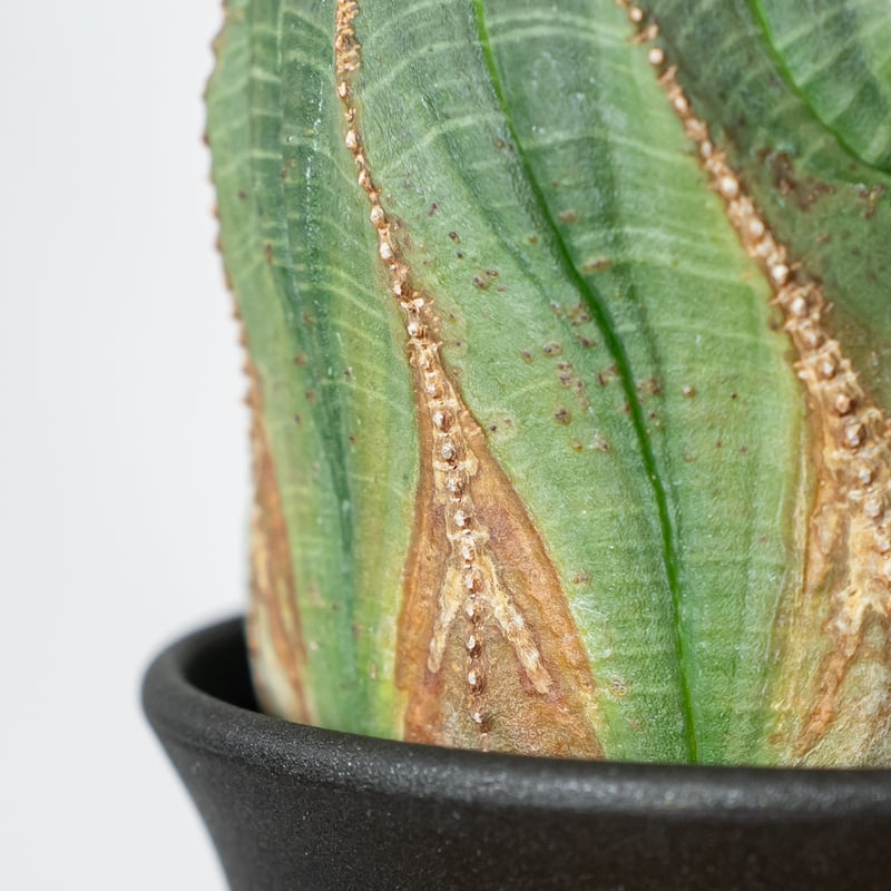 ユーフォルビア オベサ 大株 美株 実生 オールドオベサ Euphorbia