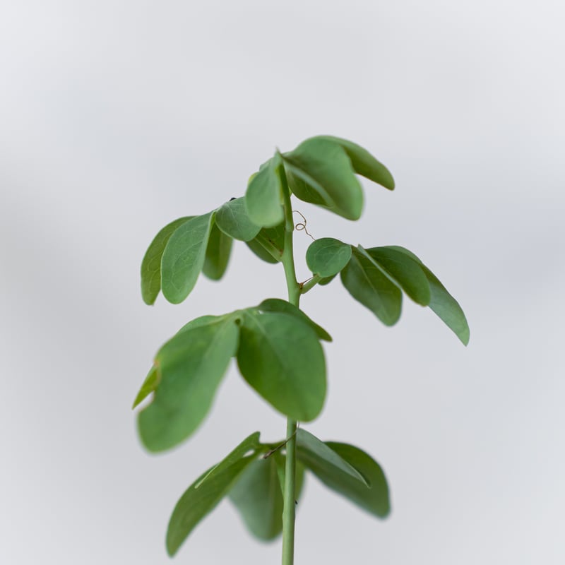 アデニア グラウカ 幻蝶かずら Adenia glauca 塊根植物 コーデックス