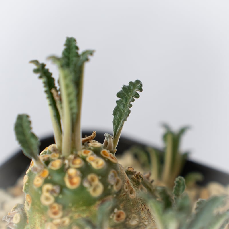 ドルステニア ラブラニー 美株 実生(輸入) Dorstenia Dorstenia lavr