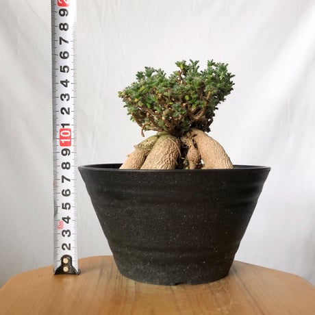 トリコディアデマ ブルボスム 姫紅小松 実生 Trichodiadema bulbosum 盆栽 塊根植物 コーデックス 多肉植物 珍奇植物 静岡 ANTIDOTE 通販 S1502