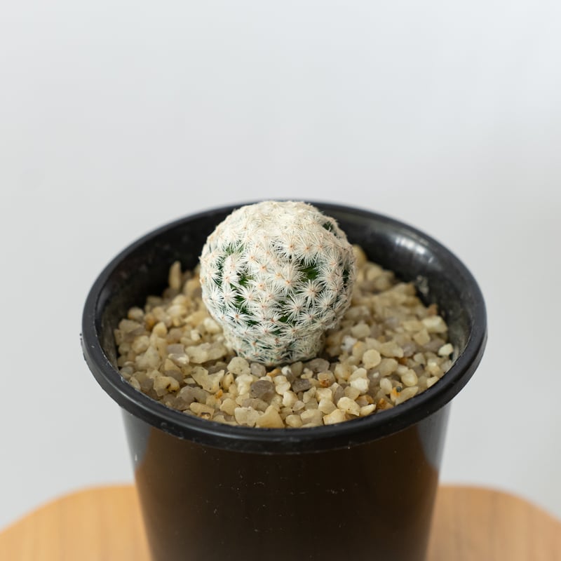 マミラリア 白鳥 大文字 カキ仔 Mammillaria herrerae サボテン