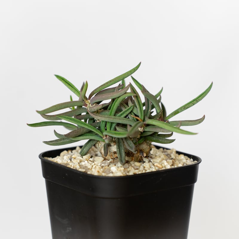 ユーフォルビア キリンドリフォリア トゥビフェラ Euphorbia cylindrifo